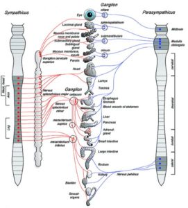 Autonomic Nervous System ANS with Sympathikus and Parasympathicus