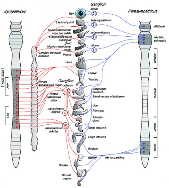 Autonomie Nervous System ANS wth Sympathies and Parasympathikus